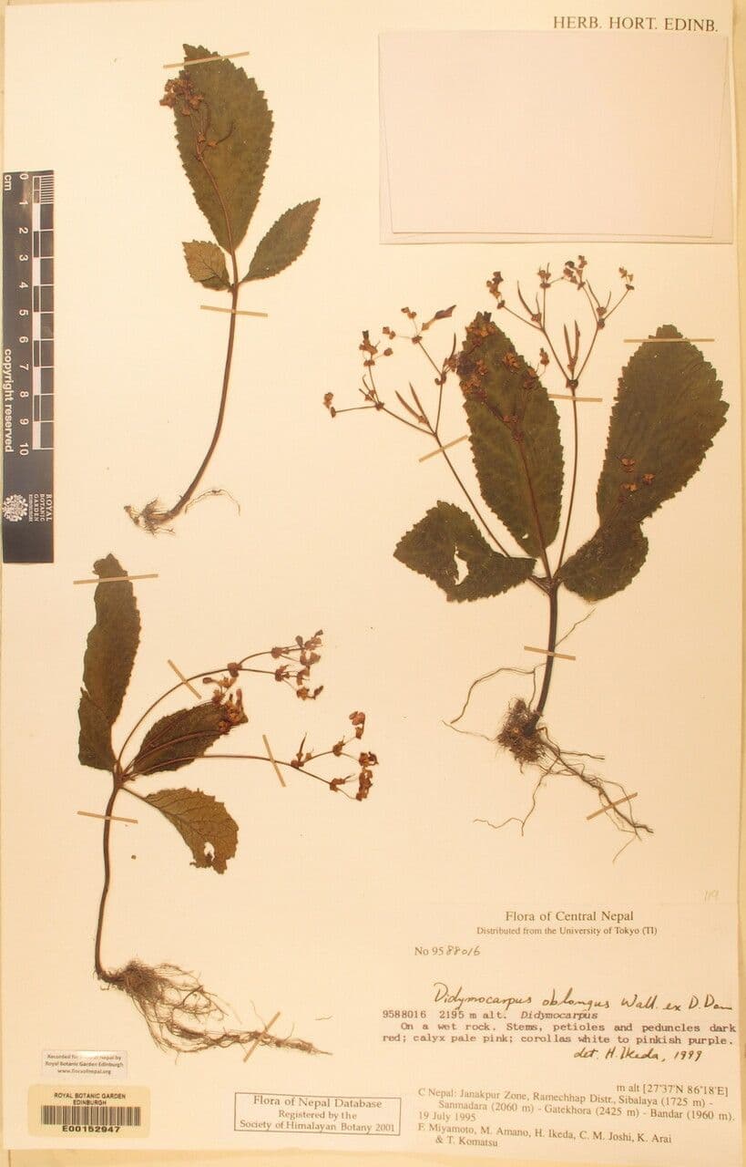Didymocarpus oblungo 8