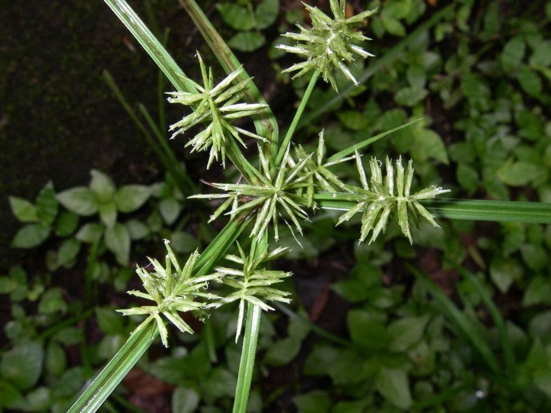 Zigolo 6