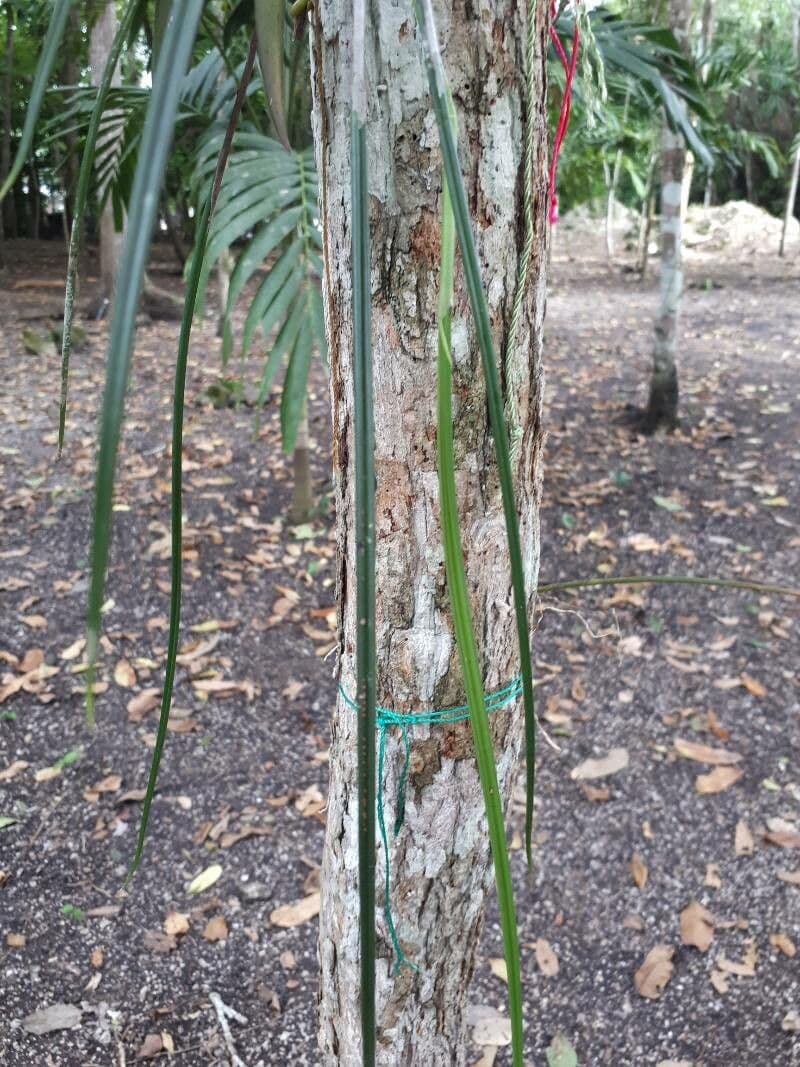 Brassavola 10