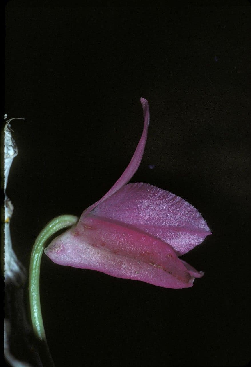 Dendrobium di Parish