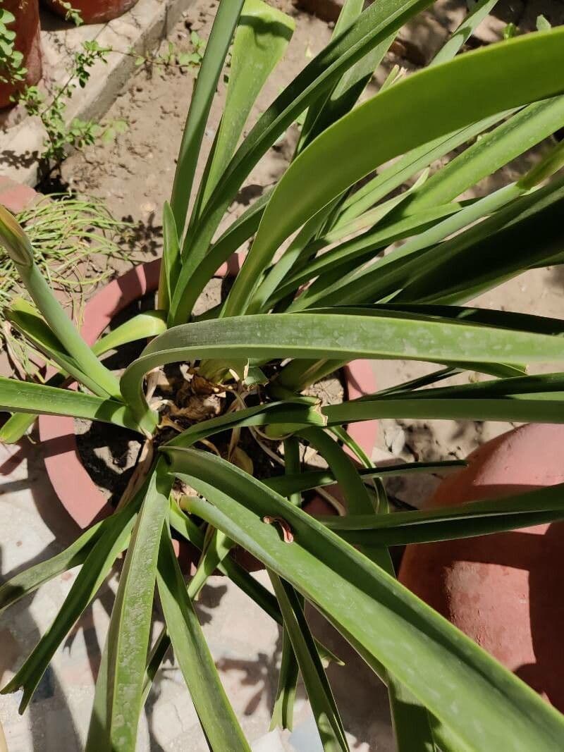 Amarilis 9