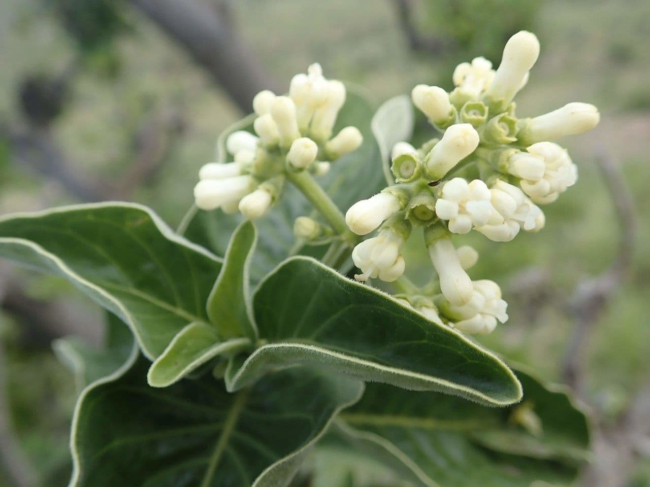 Psychotria 7