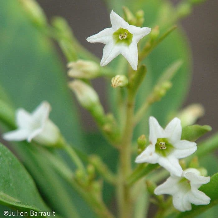Duboisia 3
