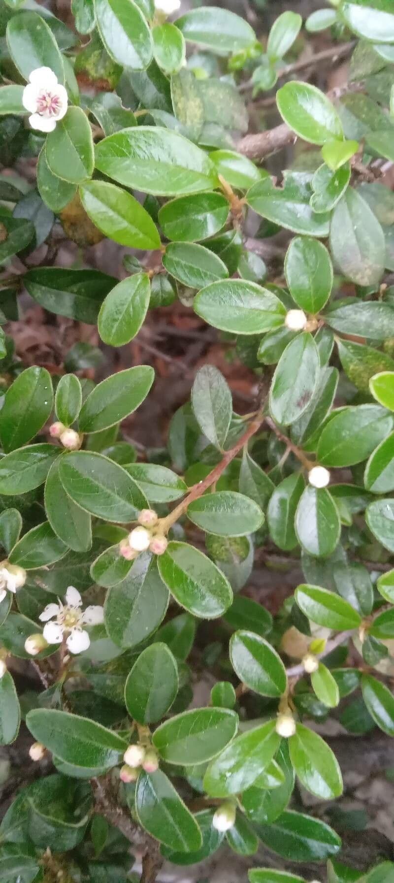 Cotoneaster di Dammer 17