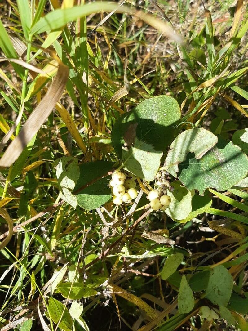 Symphoricarpos occidentalis 18