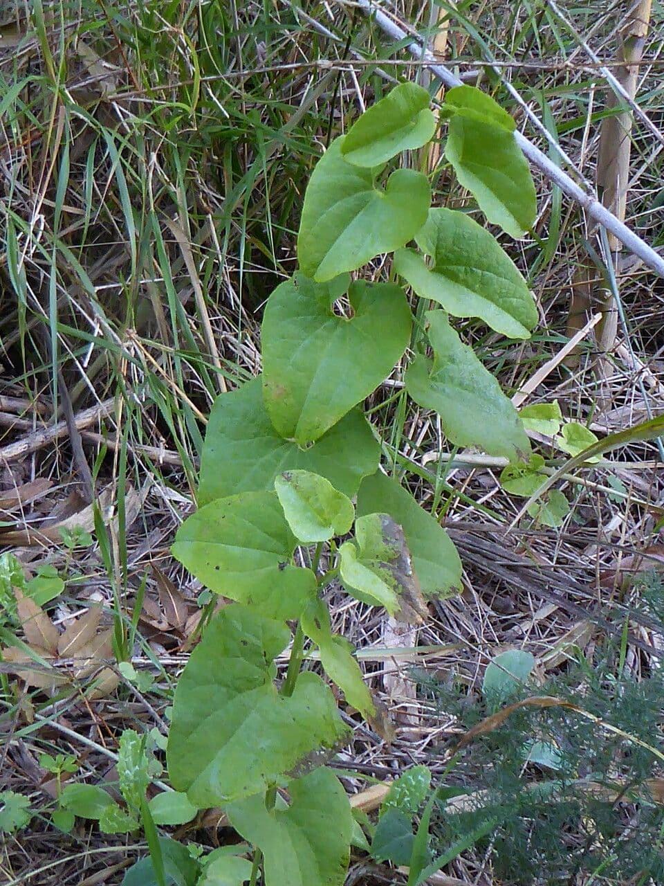 Osterluzei 14