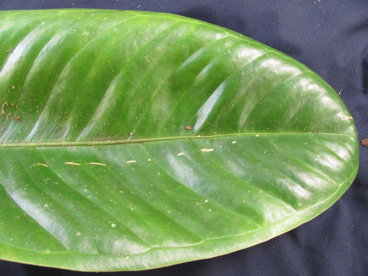 Anthurium 14