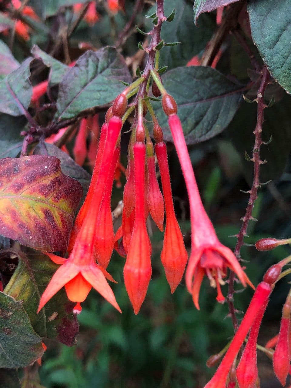 Fuchsien 4