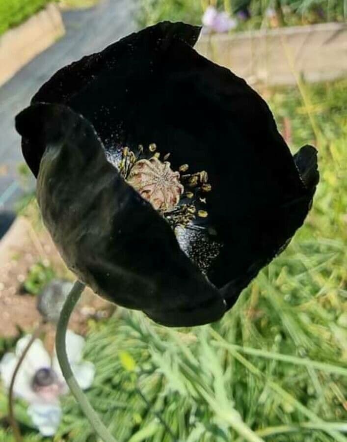 Großmäuliger Mohn