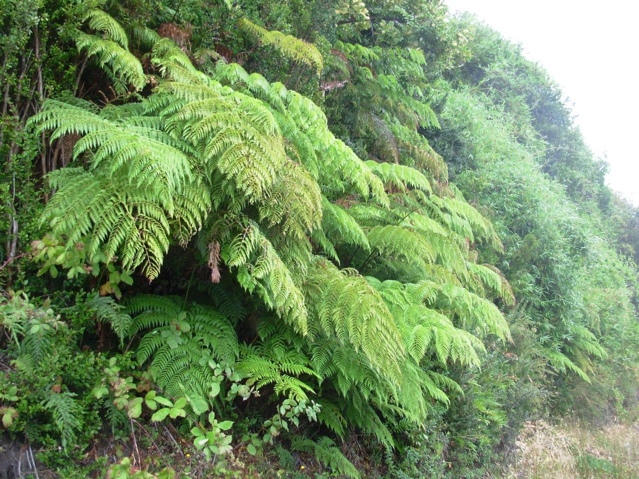 Lophosoria quadripinnata 13