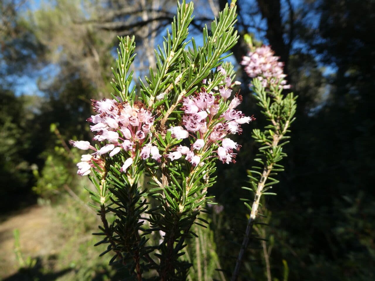Erica multiflora 25