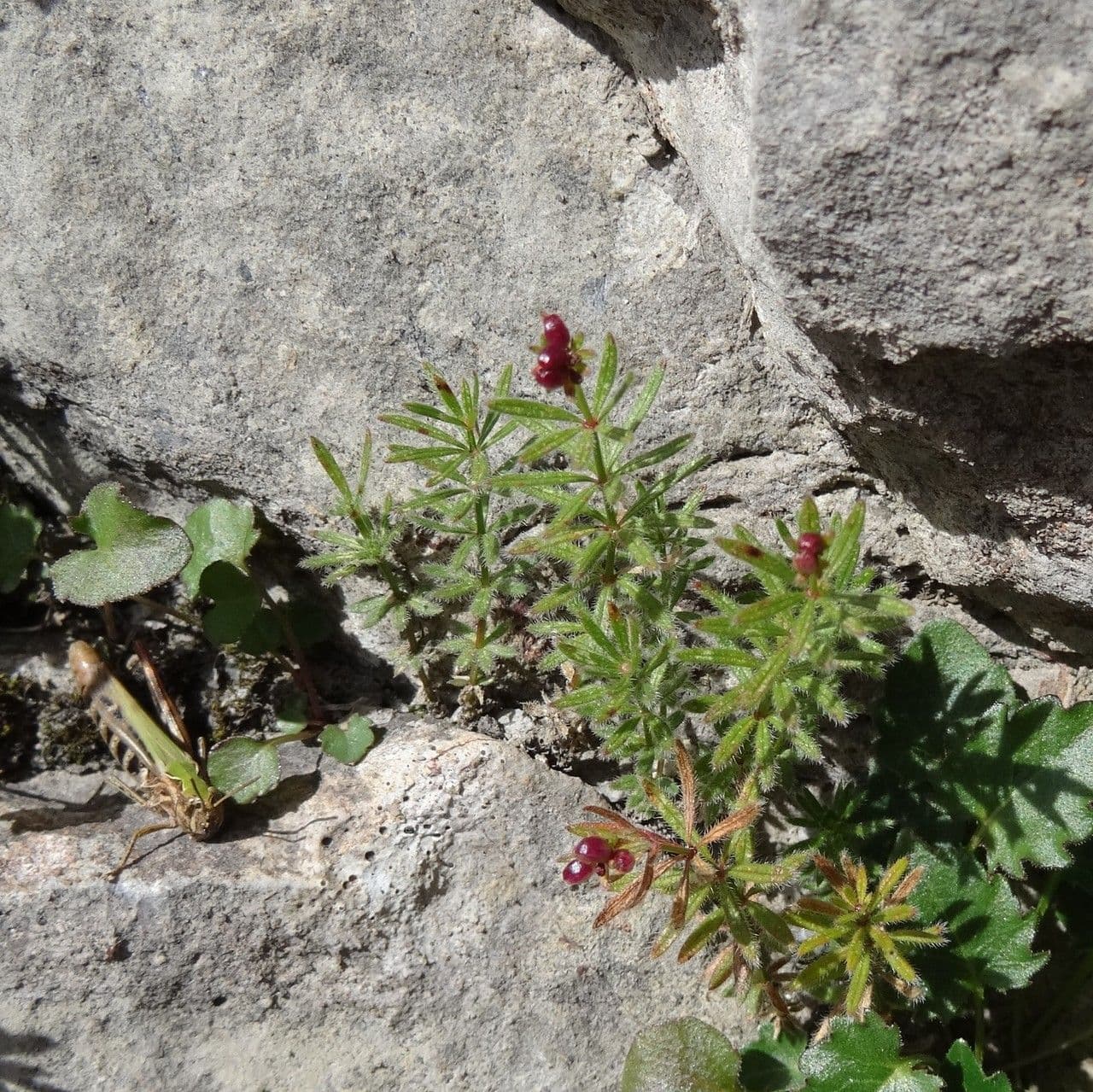 Asperula peluta 10
