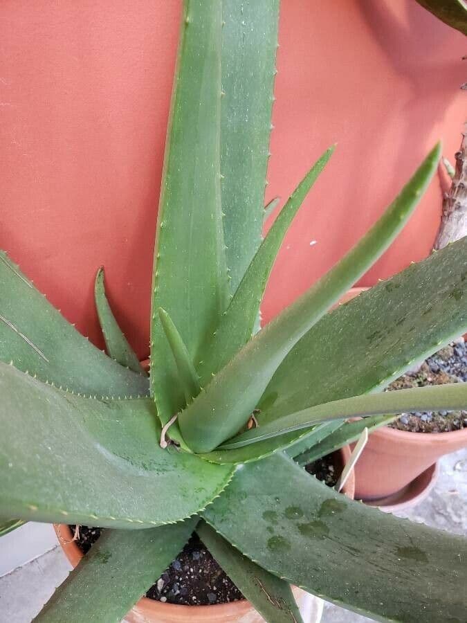 Aloe