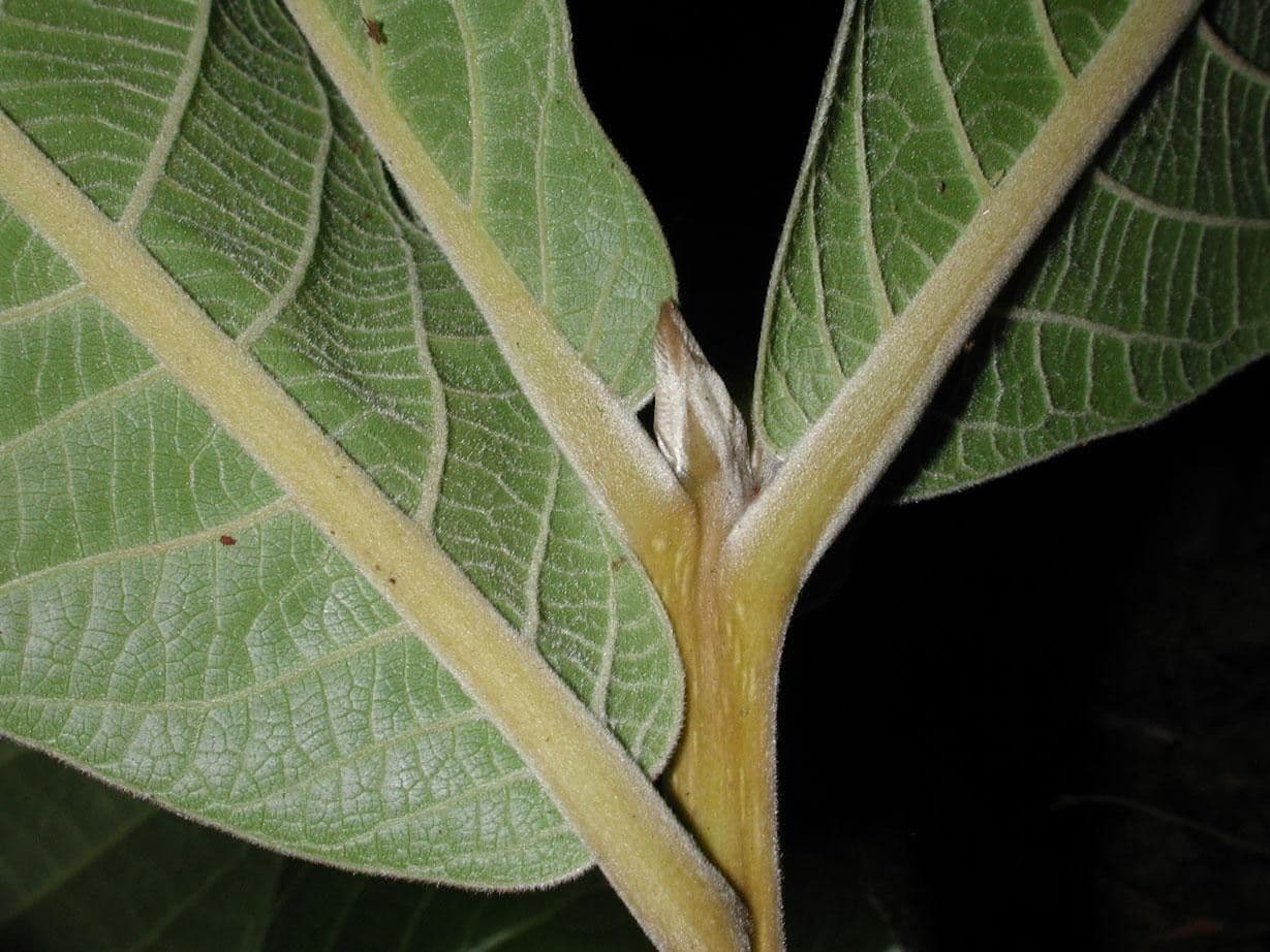 Ocotea 10
