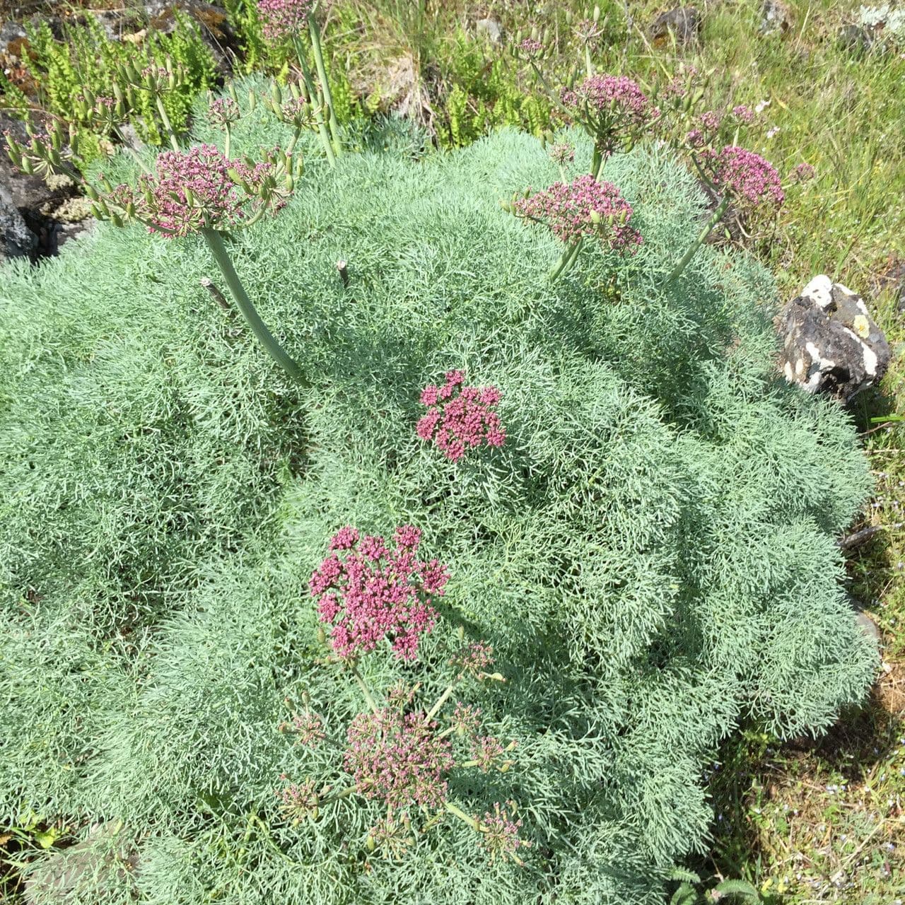 Lomatium 8
