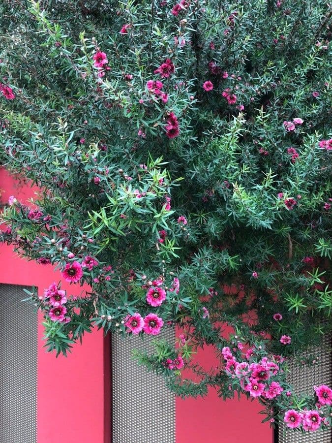 Manuka 20