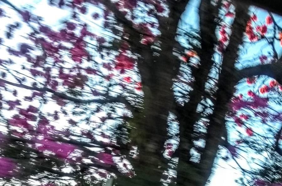 Tabebuia 11