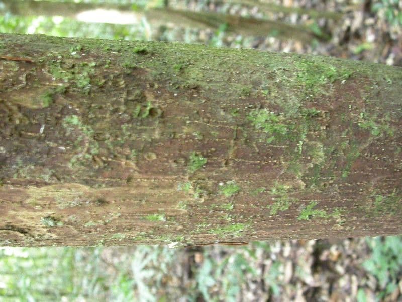 Eschweilera 2