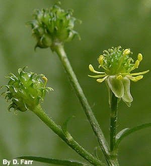 Ranuncolo 3