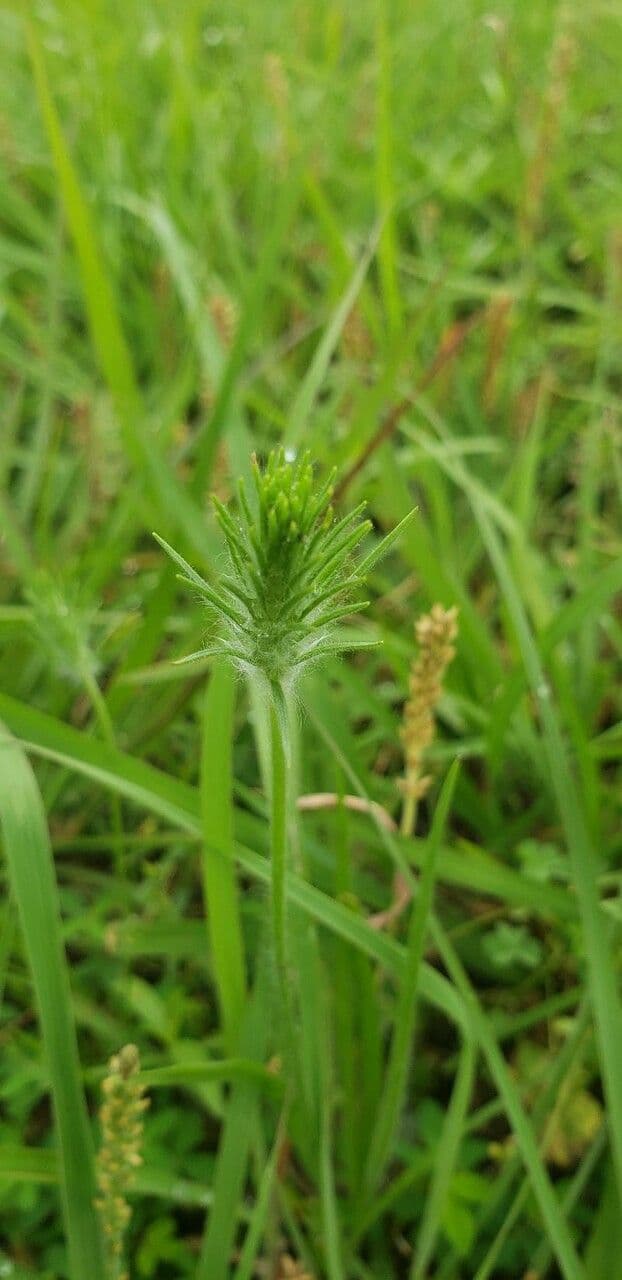 Borstiger Wegerich 3