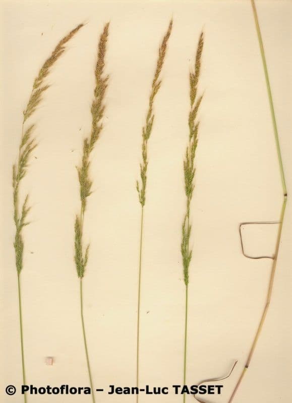 Apera interrupta 8