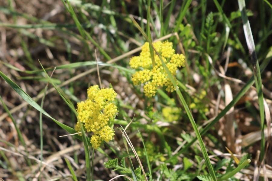 Lomatium 7
