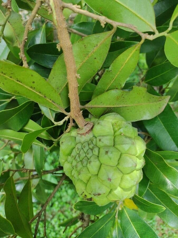 Duguetia 2