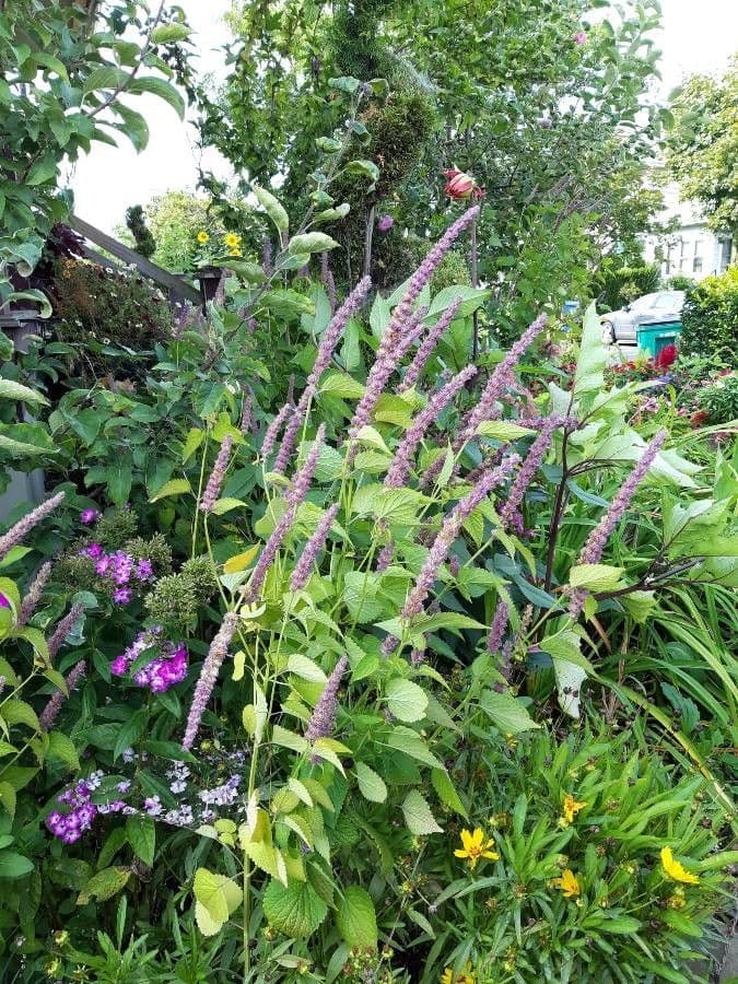 Teucrium hircanicum 4