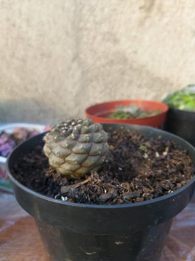 Copiapoa 6