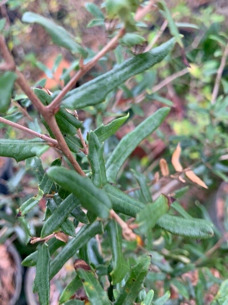 Dub písečný 4