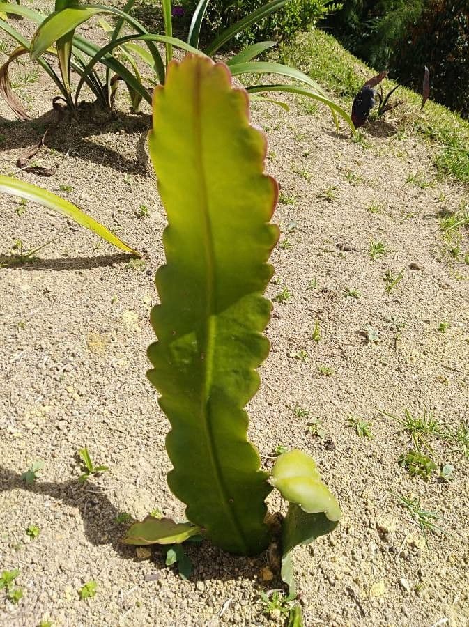 Disocactus 14