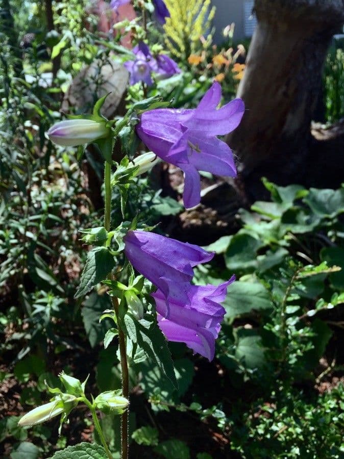 Breitblättrige Glockenblume 9