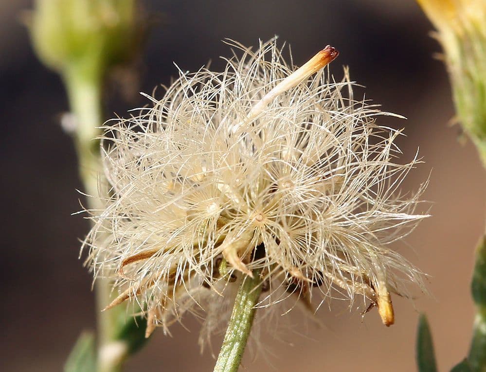 Erigeron delle rocce