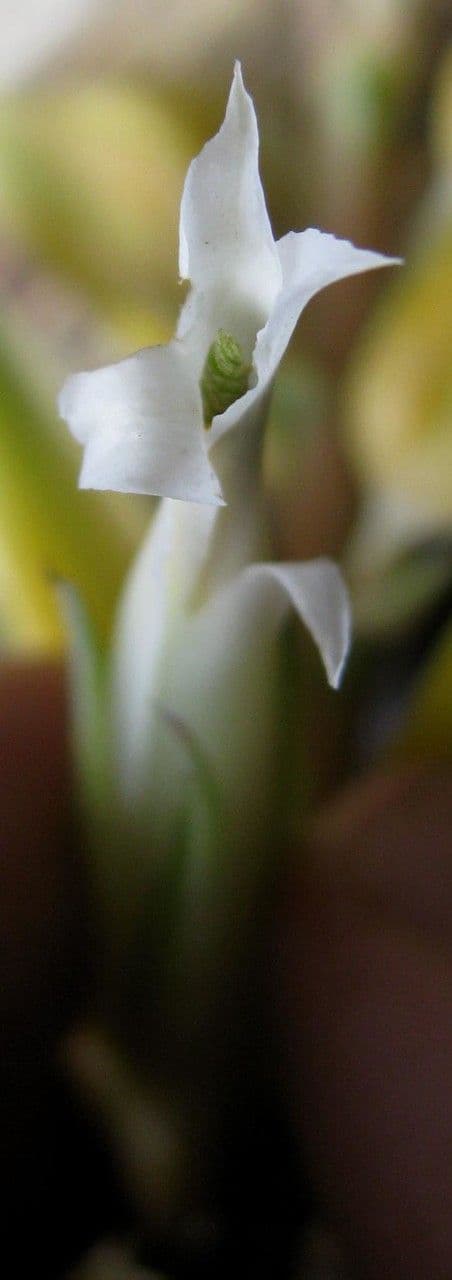 Pitcairnia 3