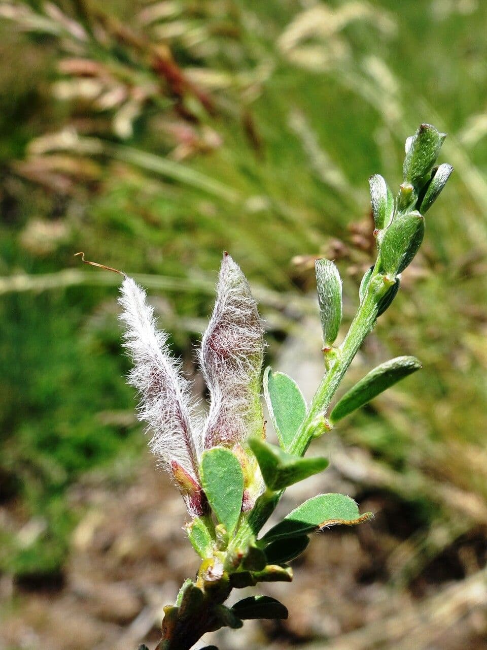 Haar-Ginster 29