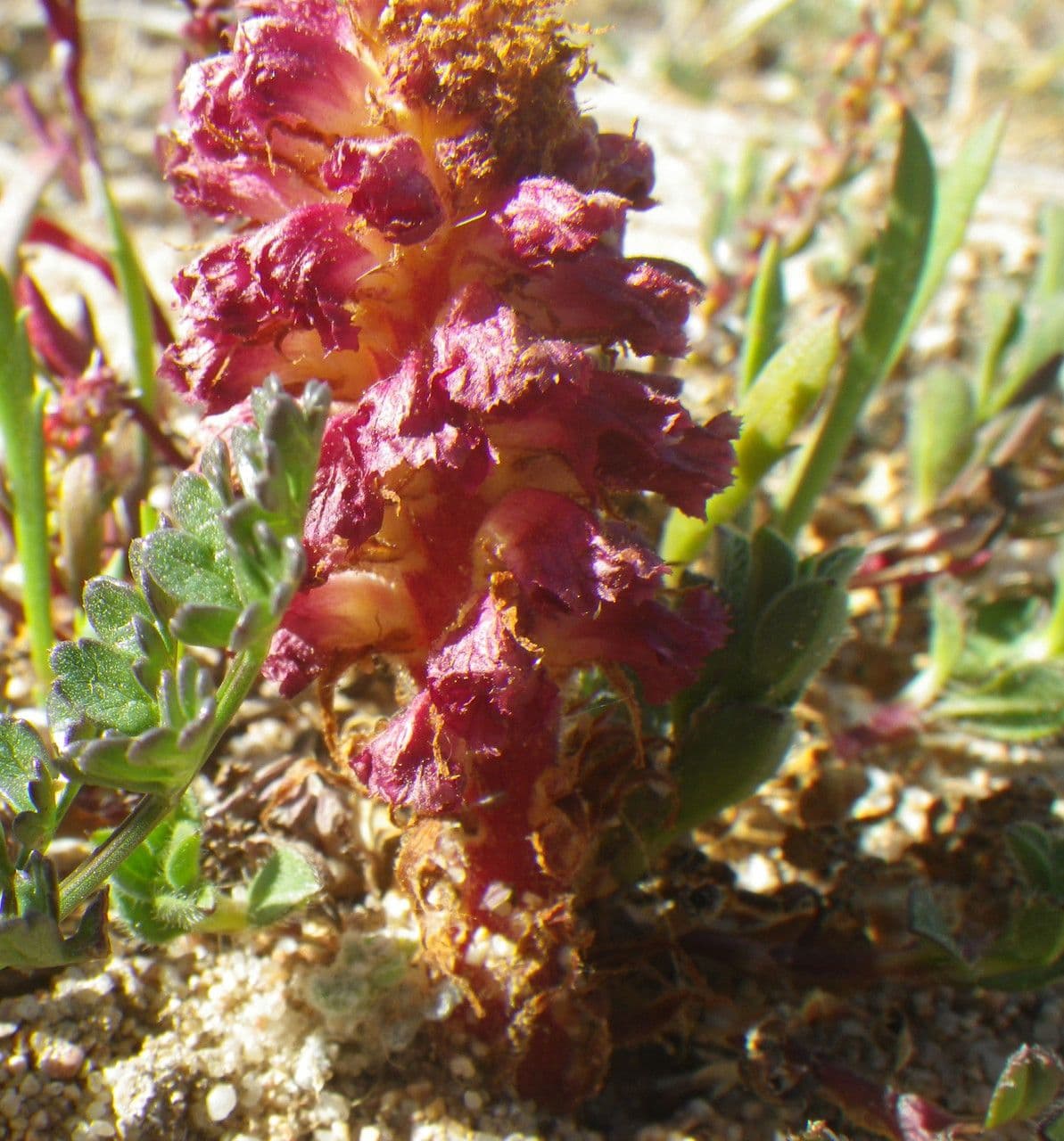 Orobanche sanguigna 3