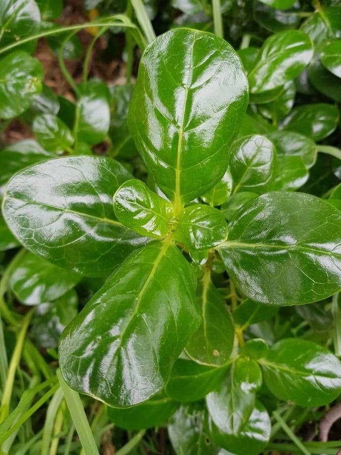 Coprosma plazivá 14
