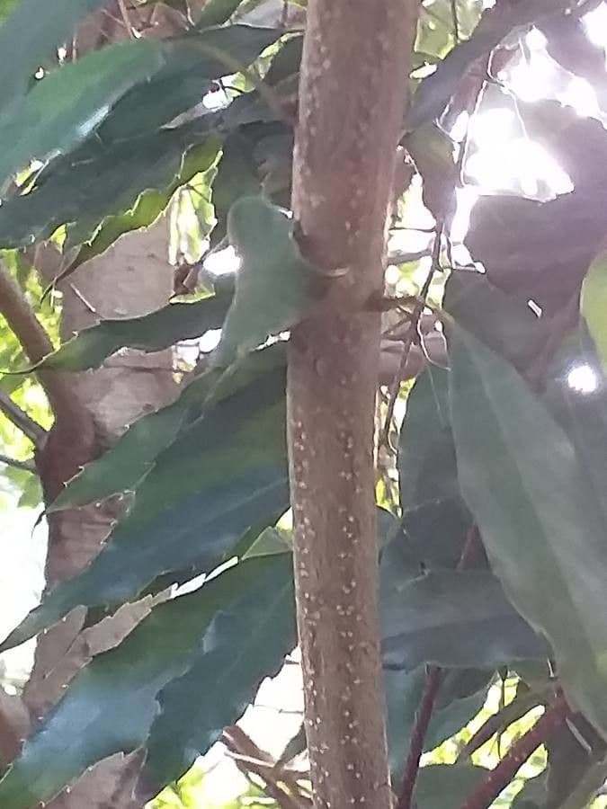 Quercia 7
