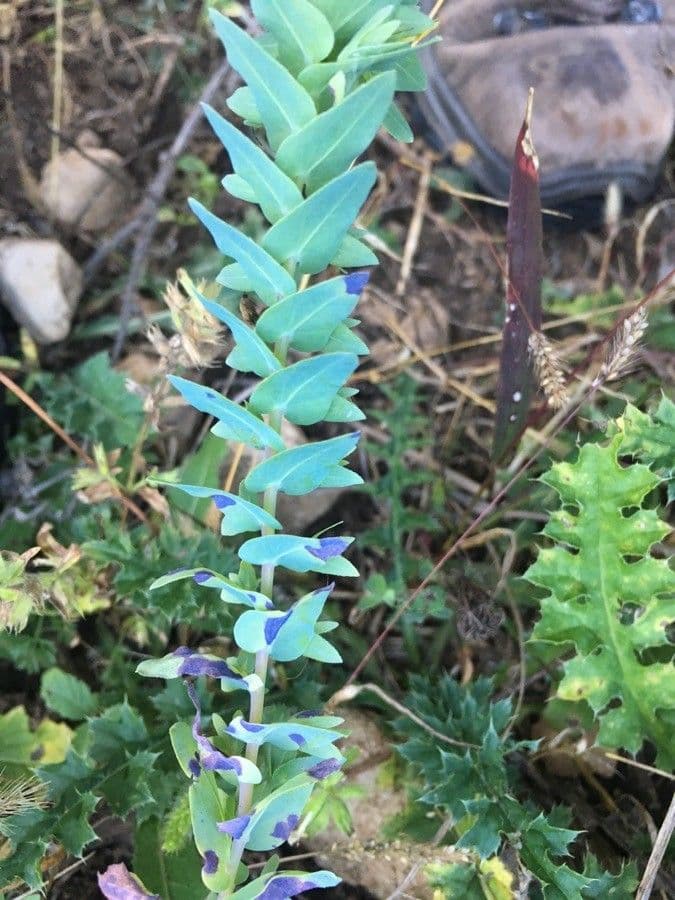 Cerinthe minor 19