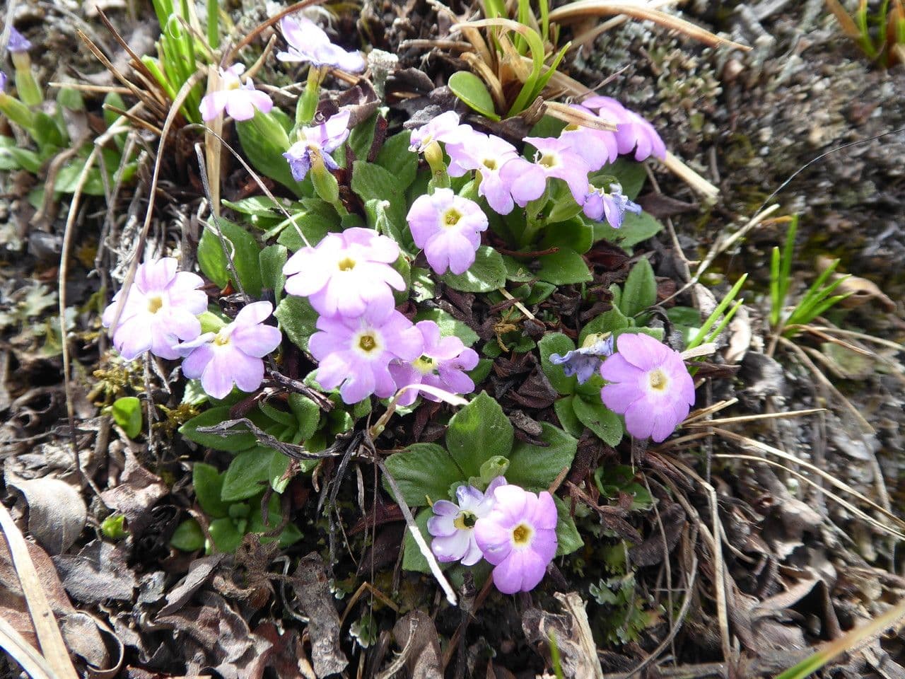 Primula 2