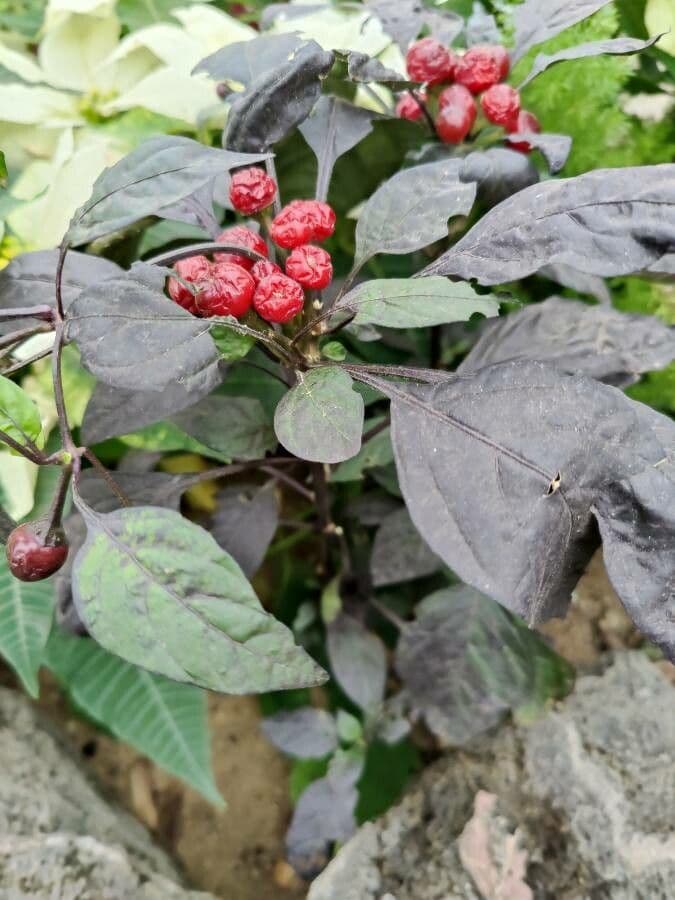 Alternanthera Brasiliana 4