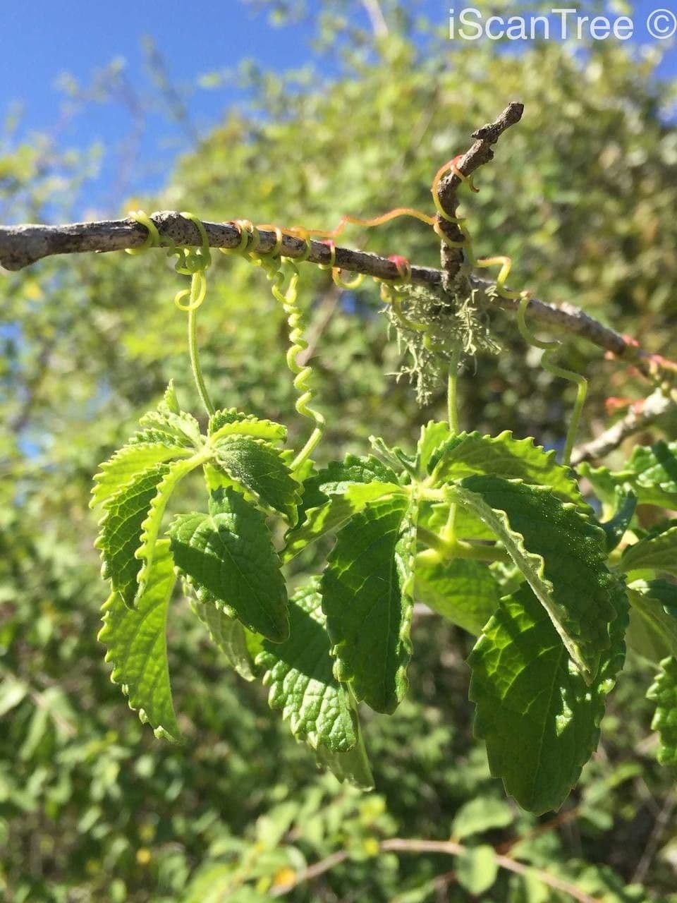 Cyphostemma 10