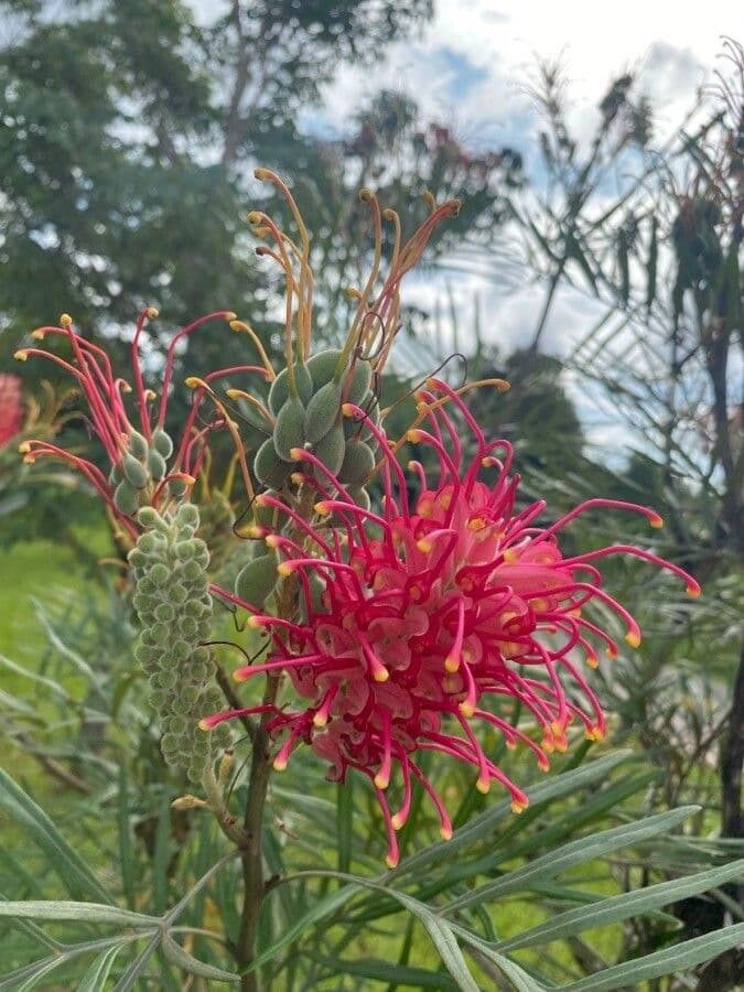 Grevillea 6