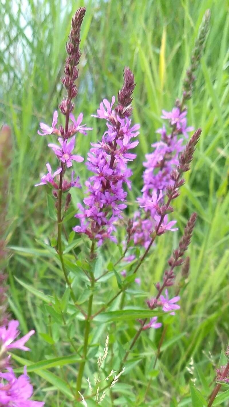 Salcerella 10