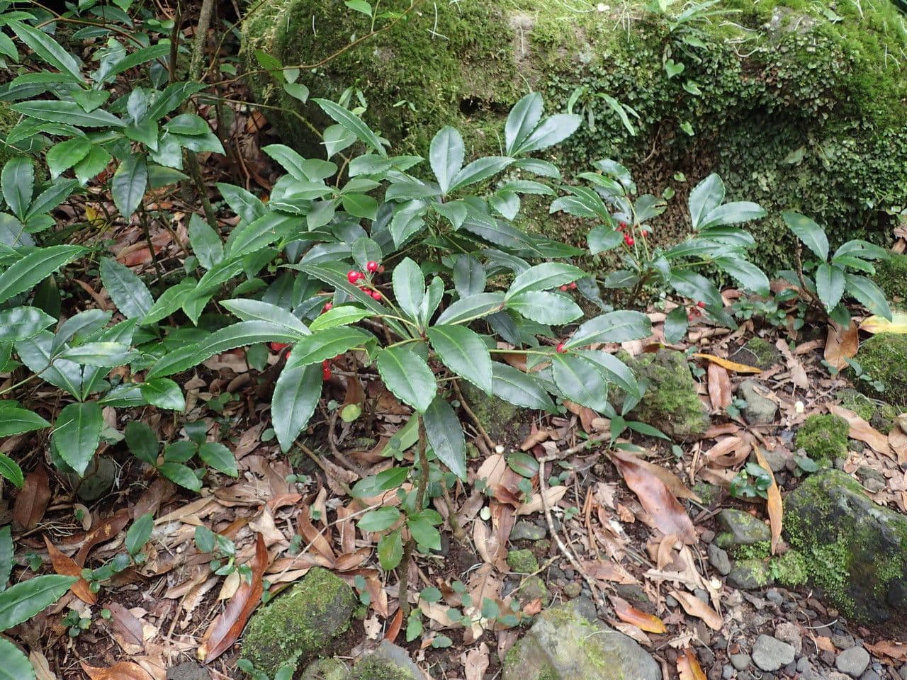 Ardisia crenata 12