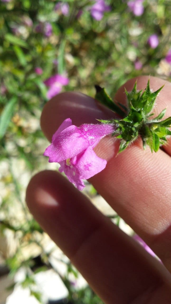 Galeopsis reuteri 3