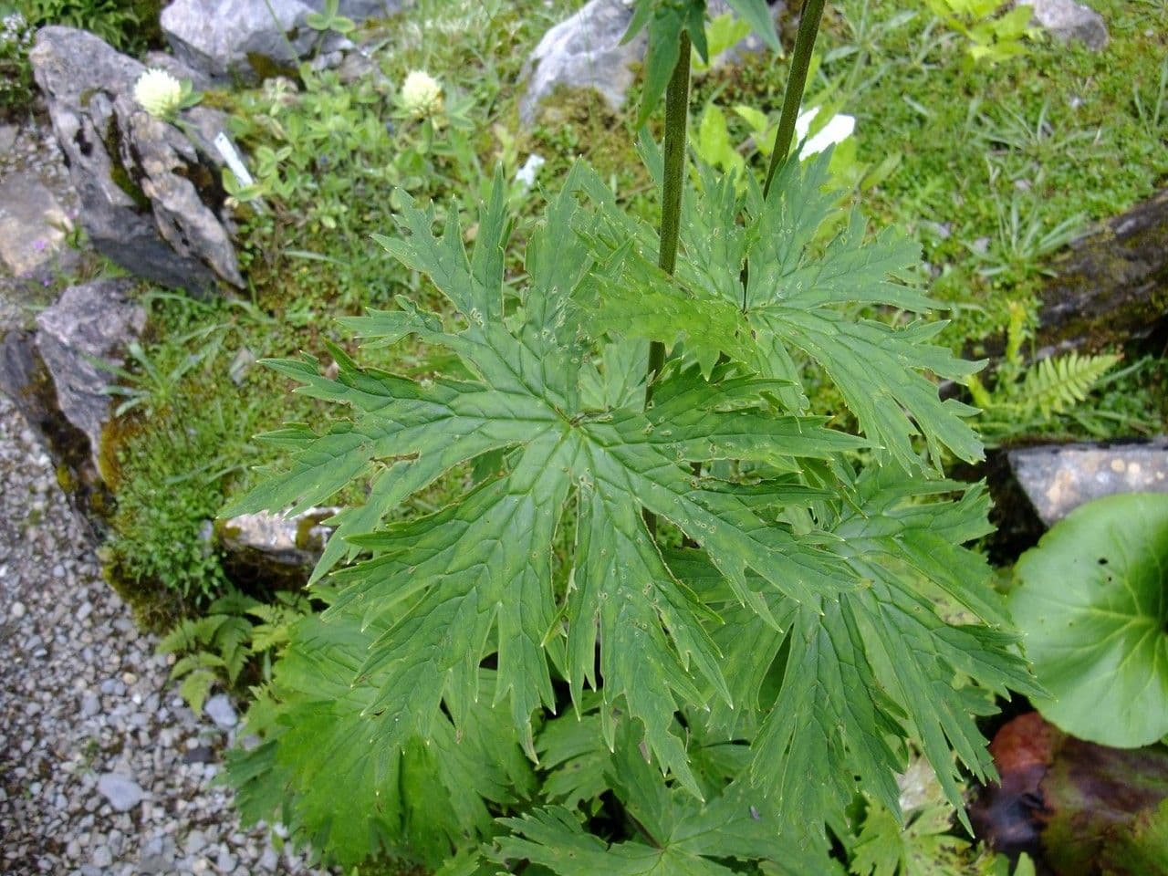 Aconito 8