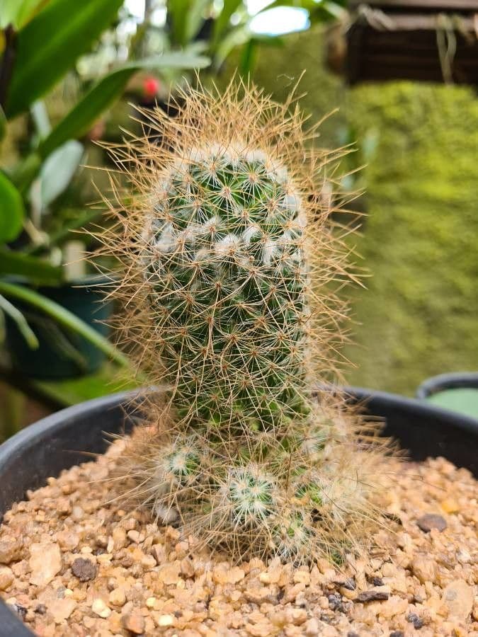 Mammillaria eriacantha