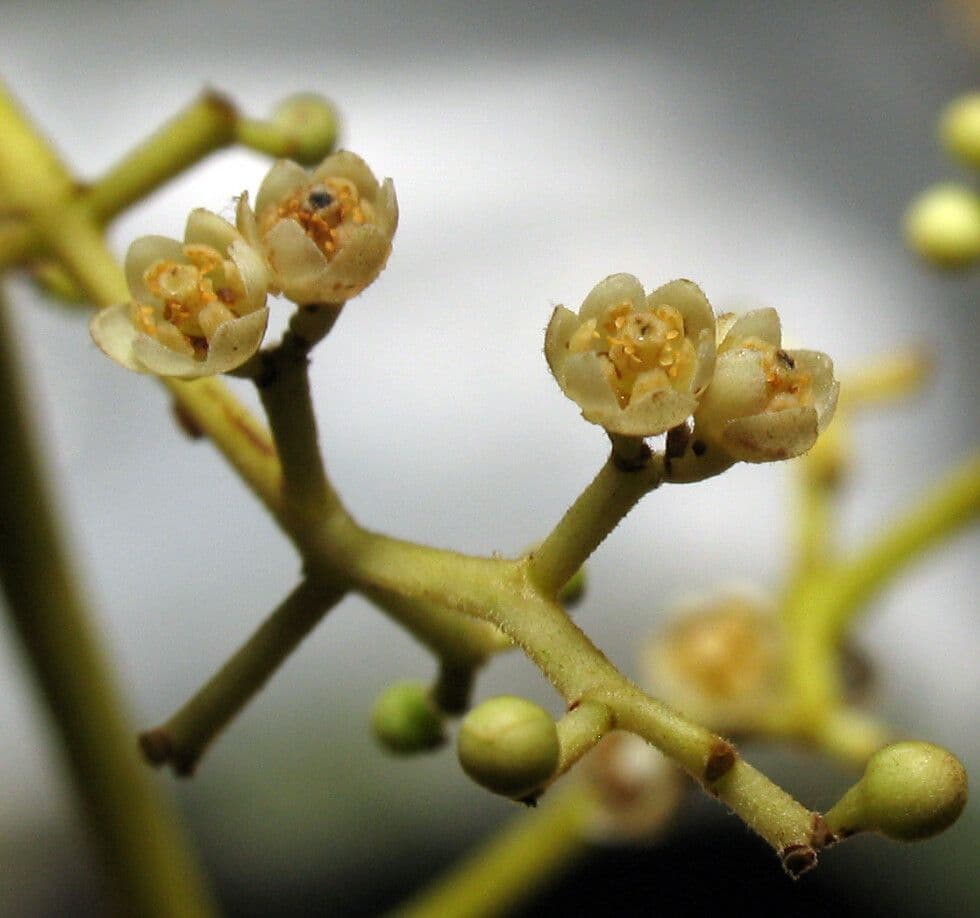 Ocotea