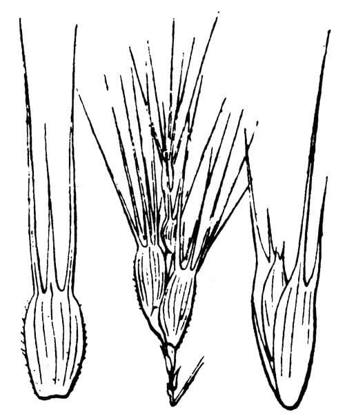 Cerere comune 25